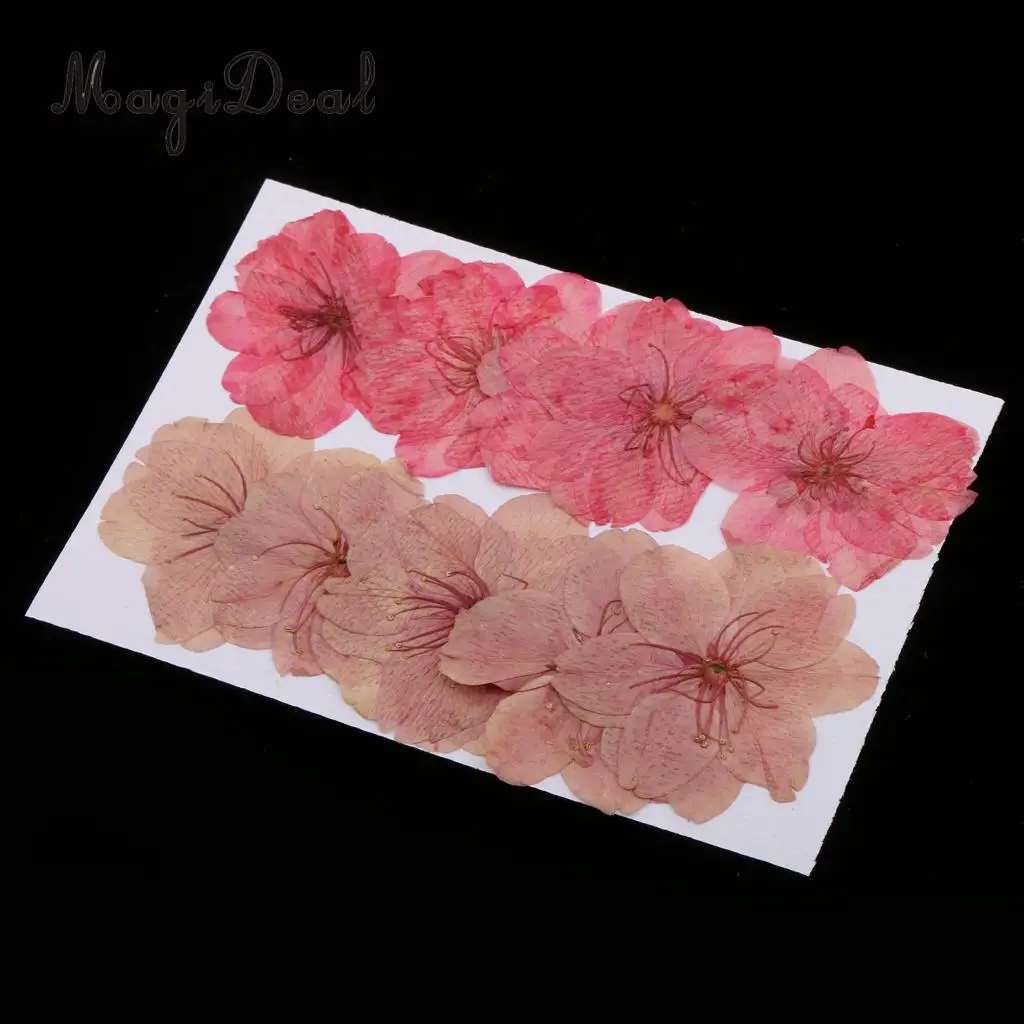 MagiDeal 10pcs Mixed Color Pressed Dried Sakura Flowers Cherry Blossom for Art Craft Dried Flowers raft for House Decoration
