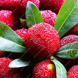 5 шт./пакет гигантский китайский красный Bayberry Редкие Waxberry ягоды фруктовое дерево бонсай растения в горшках для дома и сада высокая скорость