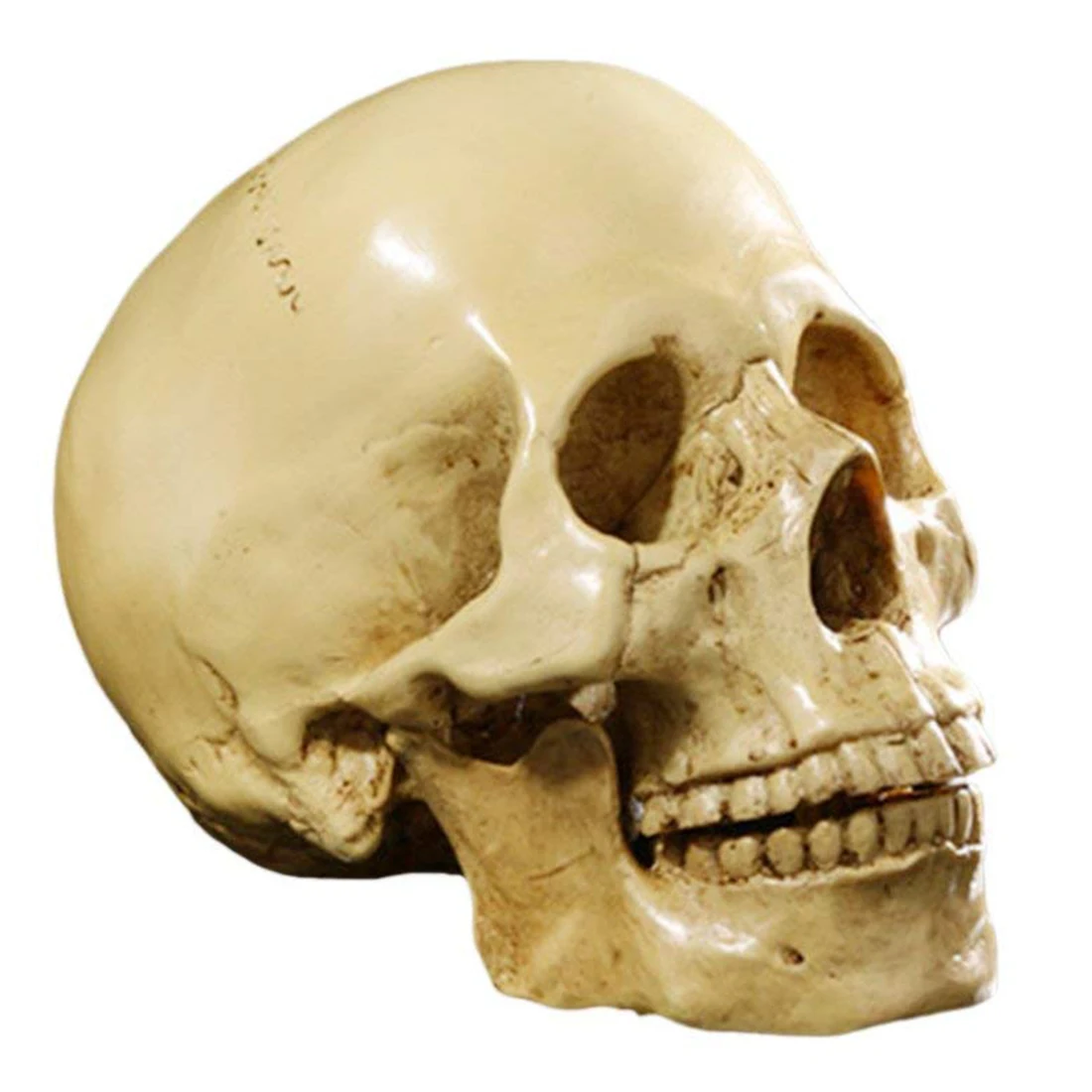 Модель 1: 1 смоляный череп анатомическое обучающее украшение желтый