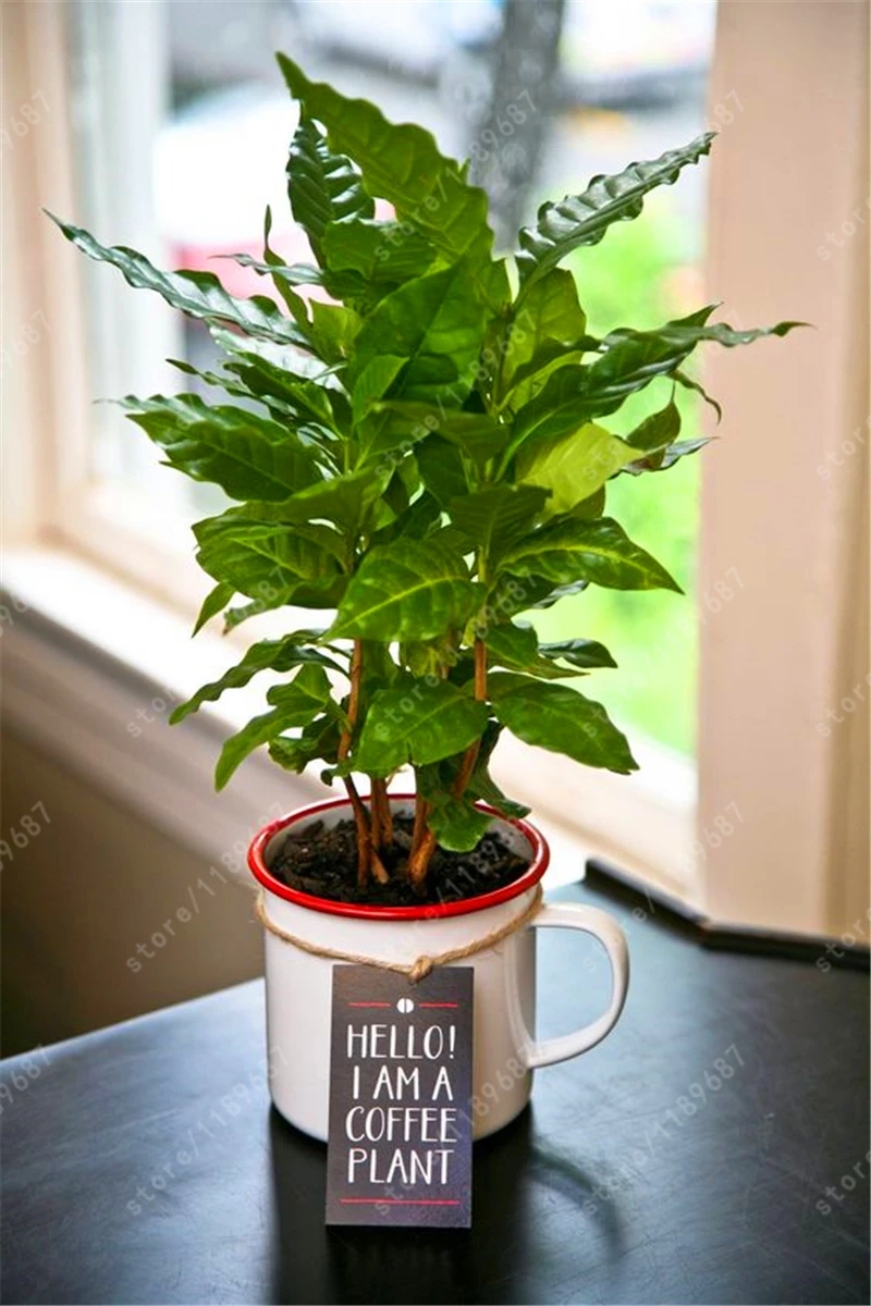 Popular Coffee Tree PlantBuy Cheap Coffee Tree Plant lots from China