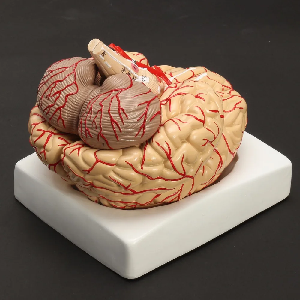 Человеческие жизни Размеры мозга анатомическая модель медицинская набор 8 Запчасти бюджет артерий мозга модель анатомии