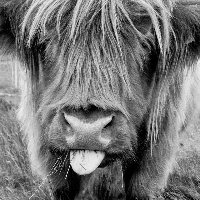 Highland Cattle Canvas Art Posters Prints Painting Black White Cow