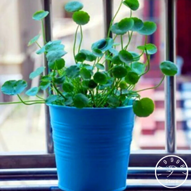 

Sale!Pilea bonsai,DIY potted plants,indoor / outdoor pot garden - 10 Pieces/Bag,#WNJWNX