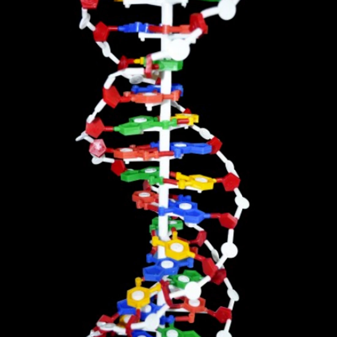 Outils pédagogiques de biologie Surwish modèle de Structure d'adn accessoires éducatifs équipement d'étude d'adn-L - 4