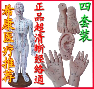 

Free shipping Meridian through the human body acupuncture point model hand ,foot,and ear model set massage female/male model
