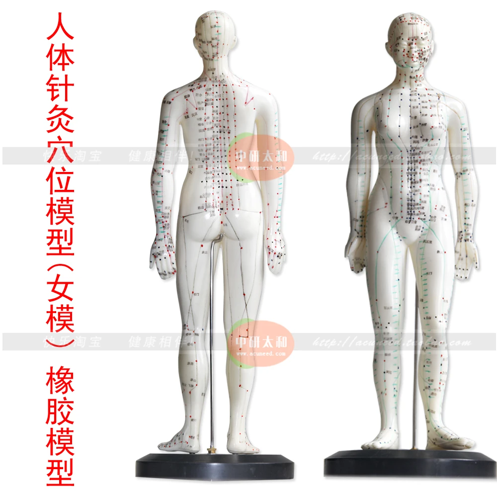 Mô Hình Châm Cứu Cơ Thể Người Mô Hình Mười Hai Đồng Nhân Toàn Thân Trung Y  Huyệt Vị Kinh Mạch Kim Ghim Luyện Tập Silicone Người Da Nhỏ  Lazadavn