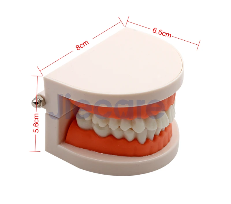 1 шт. Высокое качество Стоматологическая стандартная модель зубов Уход за полостью рта чистка зубов для обучения зубов и моделирования практики