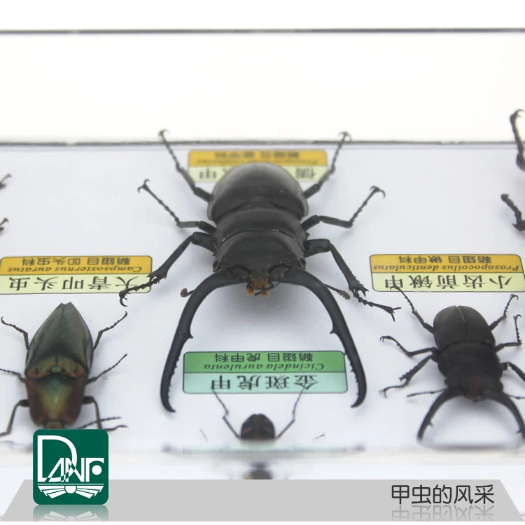 3/5/8 стержень виды образцы насекомых жук cicindela aurulenta Fabricius rypoxylus олень научно-учебного оборудования