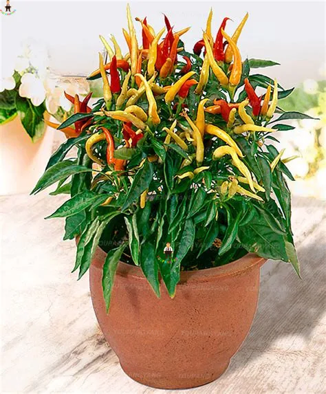 перец декоративный медуза f1. перец декоративный медуза горгона f1 купить в самаре. перец острый медуза. перец декоративный медуза f1. семена острый перец медуза горгона.