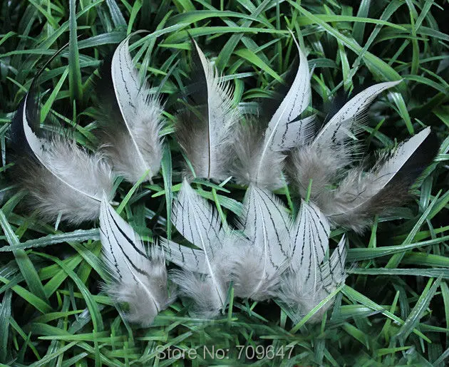 

100Pcs/Lot!5-10cm Pheasant Feathers, Natural Black&white Silver Pheasant Plumage Feathers freeshipping