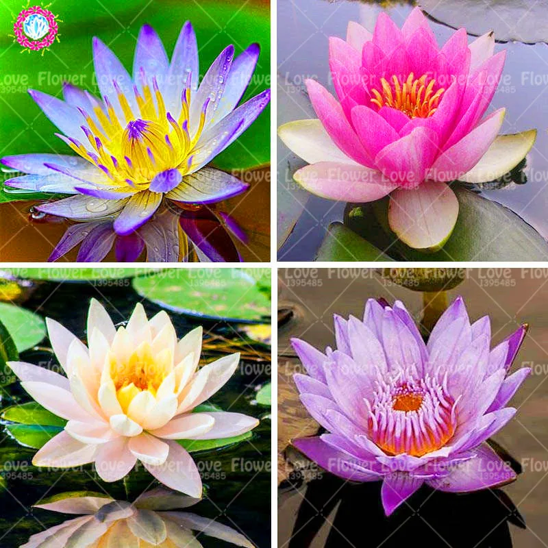 Lotus Flower Lotus plant Aquatic Plants Bowl Lotus Water Lily plant