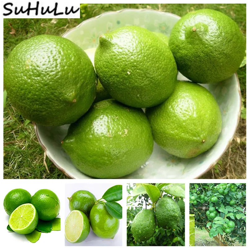 

Aurantifolia Lemon 20 Pcs Bonsai Fruit Kaffir Lime Tree For Home Garden (Citrus Aurantifolia) Organic Fruit Plants