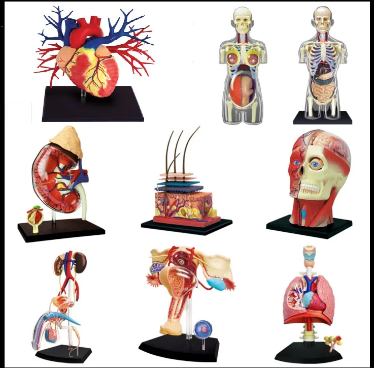 

4D MASTER human body composition structure model use educational puzzle toys cutaway model choose