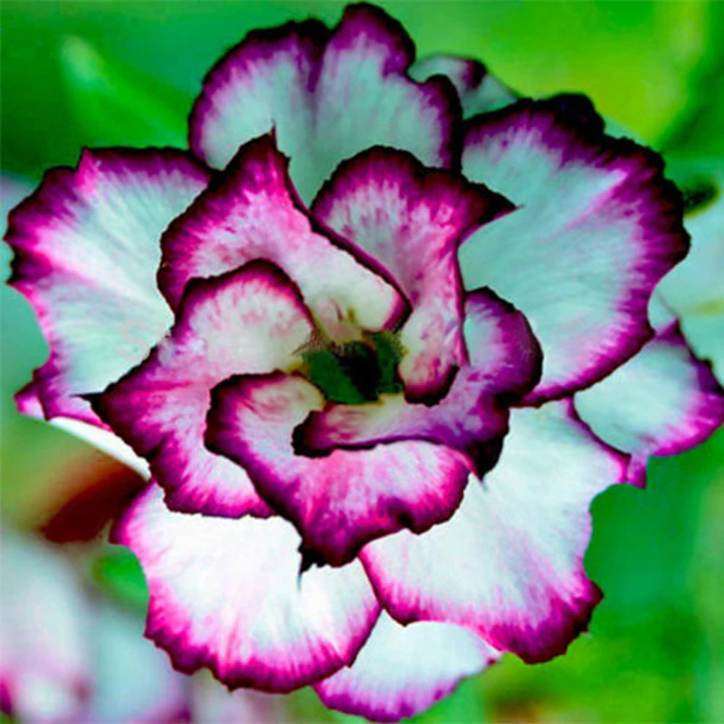 

100% True Rare Desert Rose Garden Flower Plant White and Purple Side Bonsai Balcony Adenium Obesum home Garden Flowers 1PCS