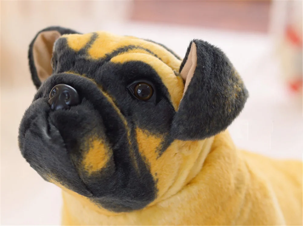 dog16