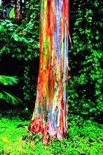 200/BAG rare Rainbow Eucalyptus deglupta, showy tropical tree, tree seeds for garden planting baby and lover like
