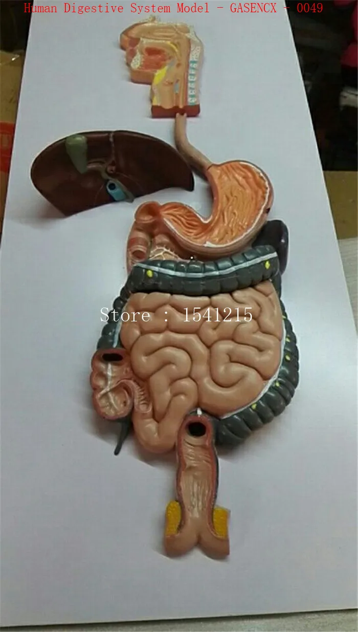 Menselijke ingewanden model Medische onderwijs model