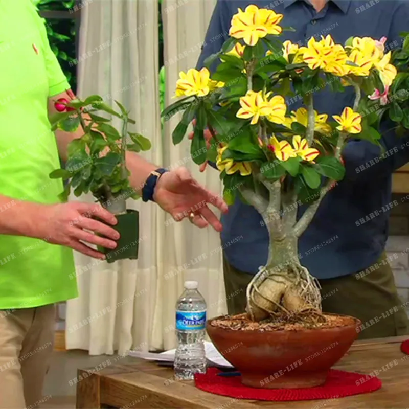 Rare Swaziland Princess Sabi Star Gemini Desert Rose Yellow Adenium Bonsai Plant Home Garden 1PCS Rare Swaziland Princess Sabi Star Gemini Desert Rose Yellow Adenium Bonsai Plant Home Garden 1PCS