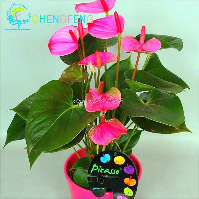 120pcs Anese Pink Green Anthurium Seeds For Indoor Plants Rare 120pcs Anese Pink Green Anthurium Seeds For Indoor Plants Rare Flower Balcony Potted Bonsai Diy Home Garden Purify