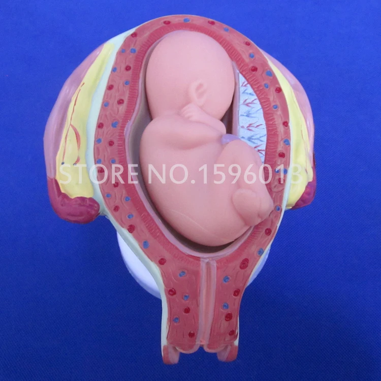 Модель для моделирования плода модель развития лезвия анатомическая матка и