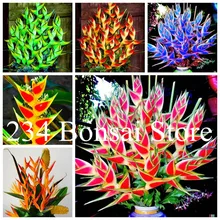 100 pcs Heliconia Bonsai Perennial Angiosperm Plants Flower Succulent Purifying air potted plants for Home Garden