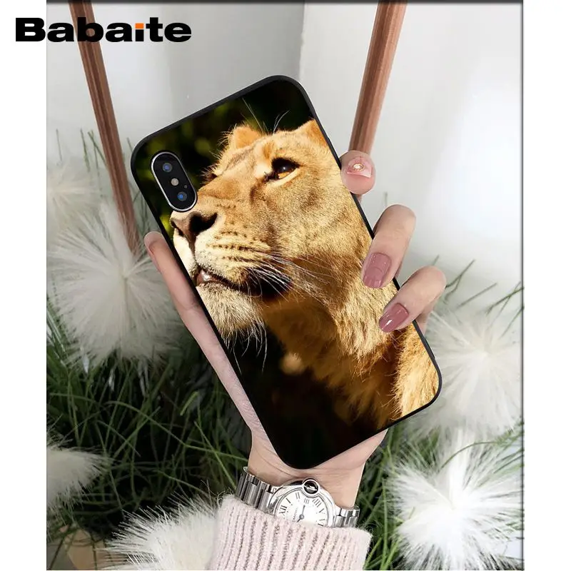 Animals lion