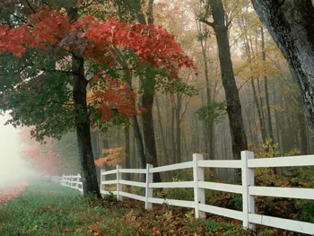 

fence autumn tree leaves backdrop High quality Computer print scenic photo studio background