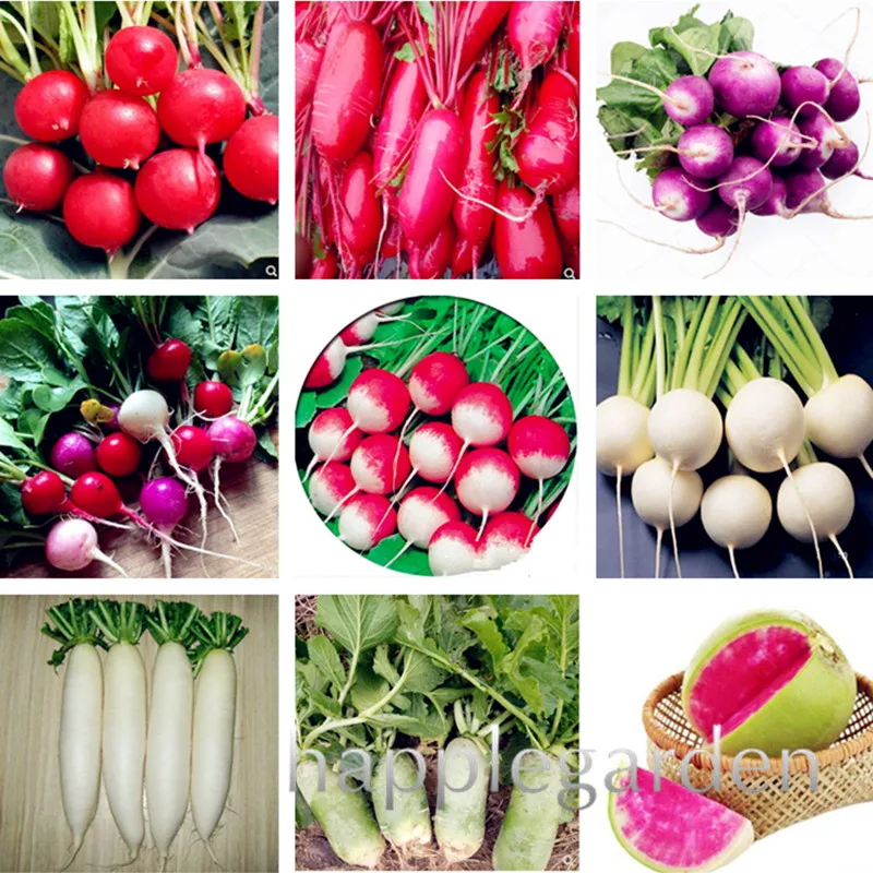 

100 Pcs Rare Cherry Radish Bonsai Juicy And Nutritious Early Spring Radish Very Delicious Vegetable Garden Food Easy To Grow