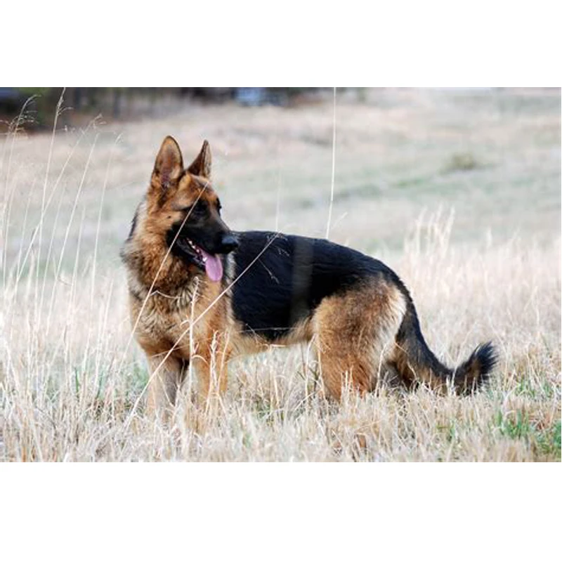 african german shepherd