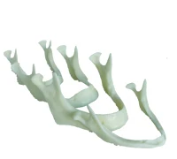 

Free Shipping The development of the lower jaw extraoral model dental tooth teeth dentist anatomical anatomy model odontologia