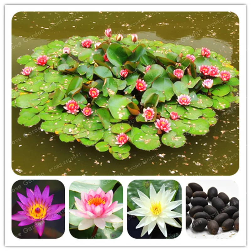 5 Pcs Nymphaea Bonsai Lotus Bonsai Nymphaea Caerulea Asian Water Lily Pad Flower Pond Bonsai Garden Decoration Plant 5 Pcs Nymphaea Bonsai Lotus Bonsai Nymphaea Caerulea Asian Water Lily Pad Flower Pond Bonsai Garden Decoration Plant