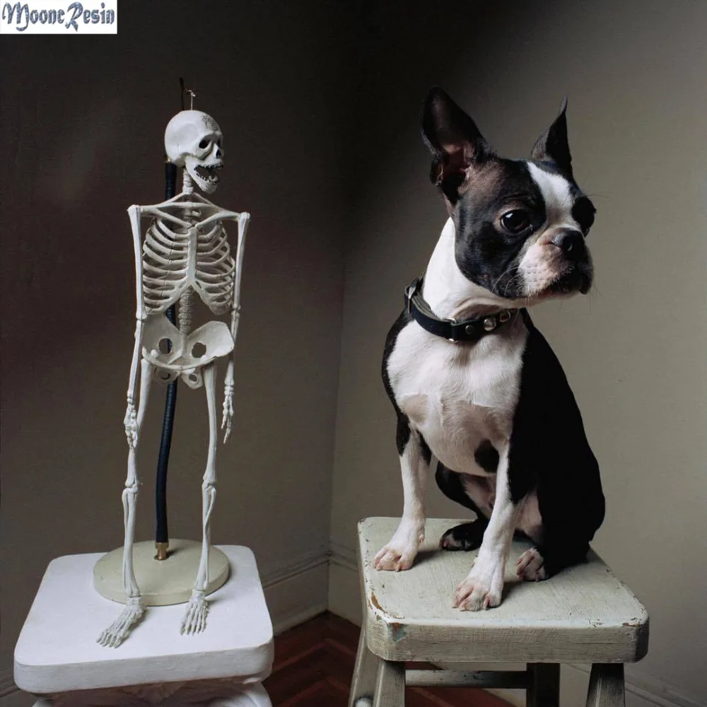 

MOONCRESIN 5D Diamond Mosaic Dog And The Skeleton Pattern Sticker Full Square Diamond Embroidery Flower Diy Diamond Painting Kit
