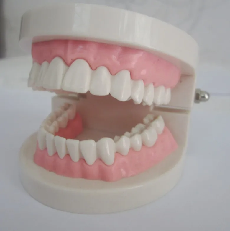 Standard Tooth Teaching Giant Dental Dentist Teeth Child Kidtraining model Extractions of Medical Educational Model for dental | Красота и
