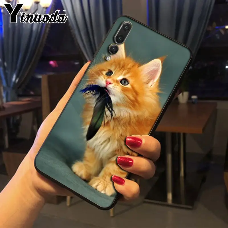 pet maine coon cat