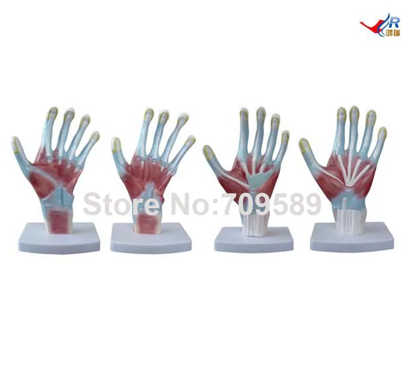 

ISO Palm Model, Hand Anatomy model, Anatomical Model