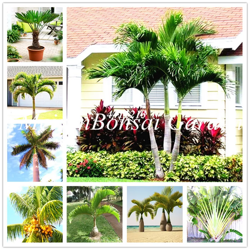 

New 2018! 20 pcs Chinese Fan Palm bonsai Ornamental Plant Livistona Chinensis plant , Tall Evergreen Tree Fountain Palm plants