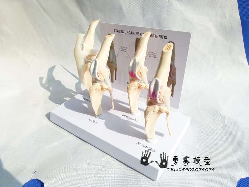 Canine остеоартрит 4-ступенчатый собачий коленный Канан/собака 4 этап артрит анатомия, анатомический модель скелета esqueleto Anatomy