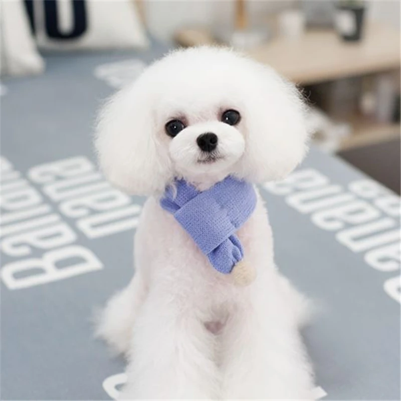 pets dogs accessories (9)