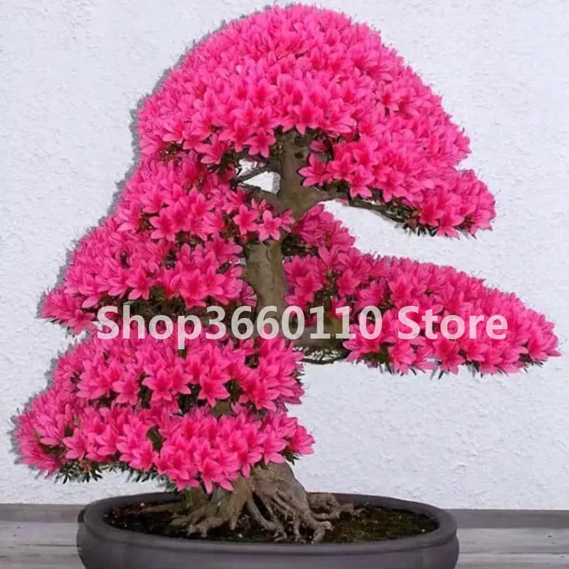 

100 Pcs/Bag plantas para jardin sakura plant azalea flores Perennial Flower plantas for Garden in bonsai tree Seedsplants