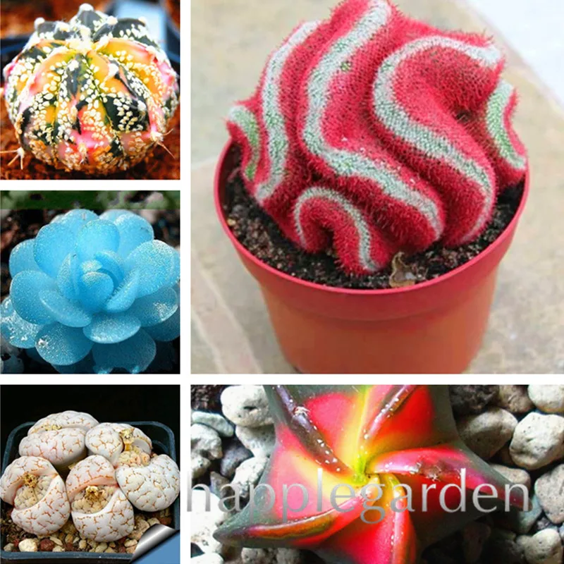 

200 pcs Rare colorful succulent plant Succulent Cactus bonsai lotus Lithops Pseudotruncatella Bonsai plant for home garden