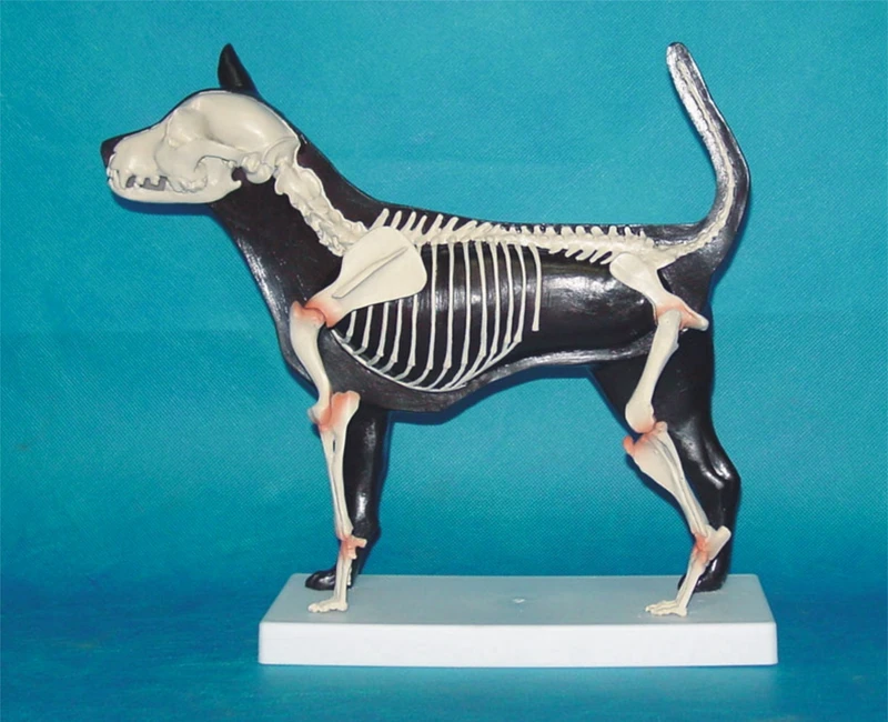 

Half anatomy of dog bones Animal skeleton anatomy model Veterinary medicine teaching aids 32*29.5*11cm