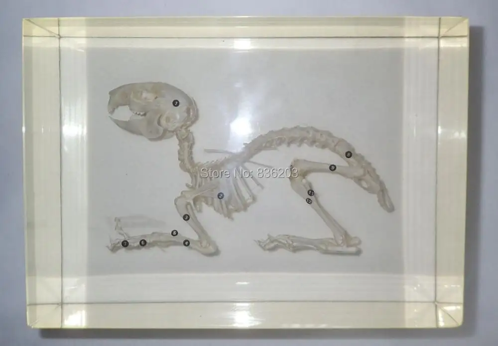 

Skeleton of a Rabbit Domestic Rabbit Specimen in Acrylic trauma medical instruments anatomy Anatomical Teaching model condoms