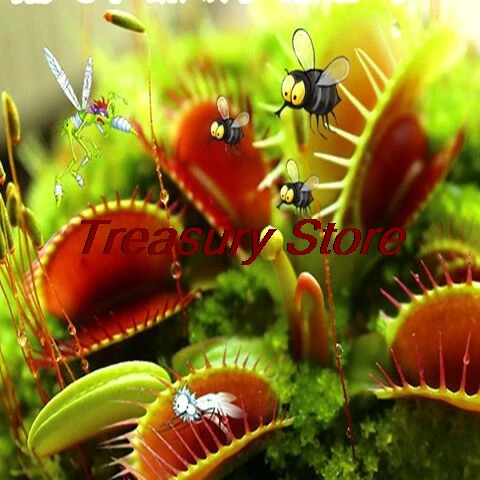 

Rare multi-color insectivore bonsai giant clip flycatcher bonsai indoor garden terrace balcony bonsai 200 pcs