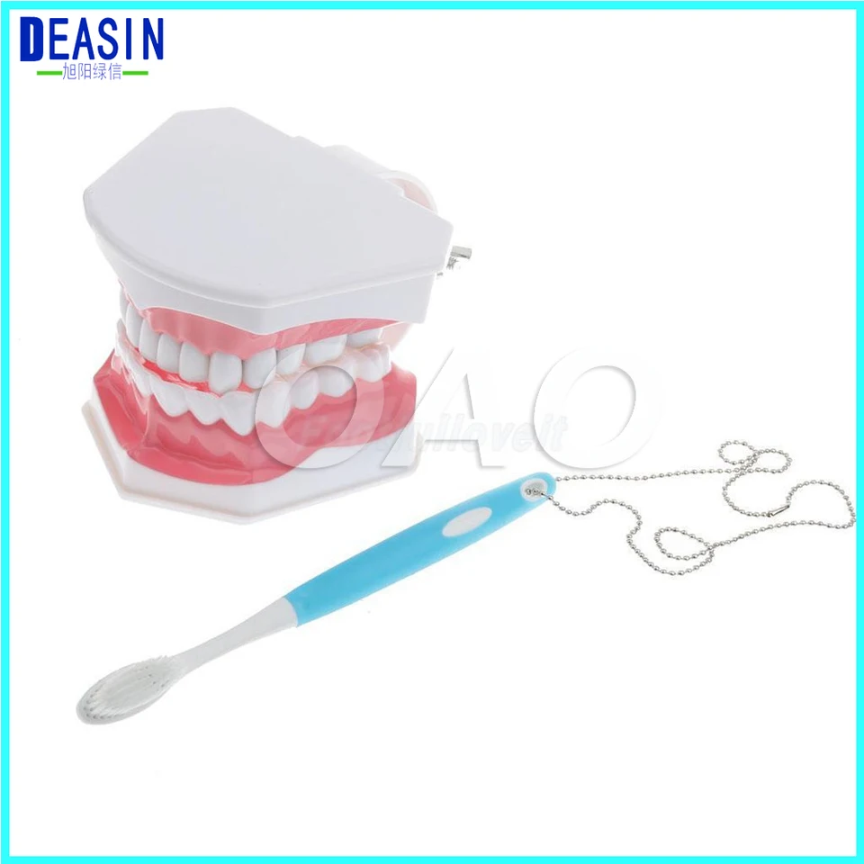 Dental Model With Removable Teeth  : Normocclusion Model With Removable Teeth.