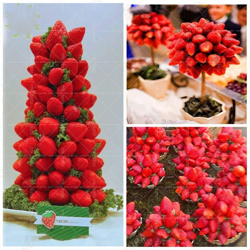 

300pcs Rare Red Strawberry bonsai Indoor or Outdoor Strawberry Tree Multi Color Organic Fruit plants Bonsai Planting Home Garden