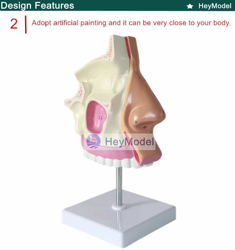 Heymodel нормальный носа модели Размеры 1:1