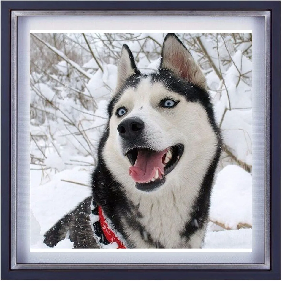 Среднесибирская хаски. Лайка и хаски. Когда был создан лайки. Собака лайка хаски. Сибирский маламут -сибирский хаски.