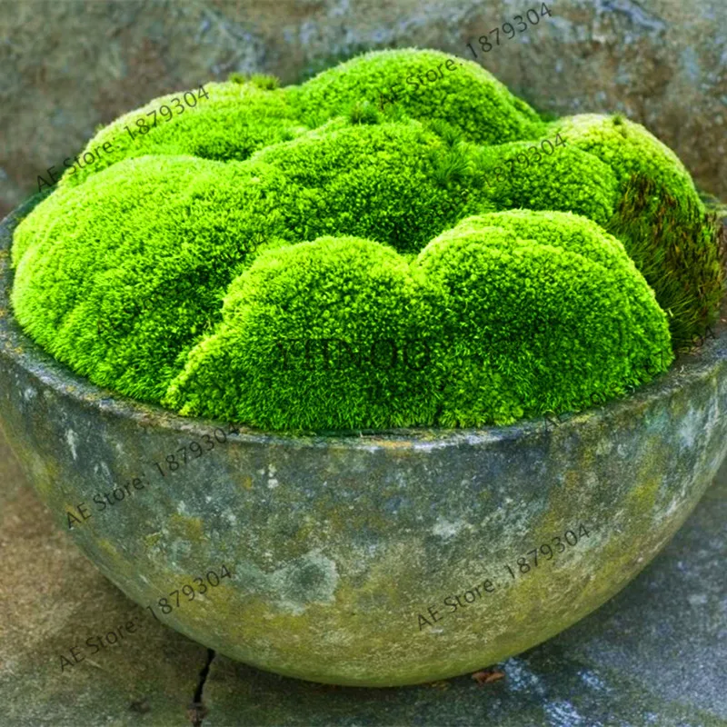100 Pcs Green Moss Bonsai Rare Florespotted Plant Home Potted Best
