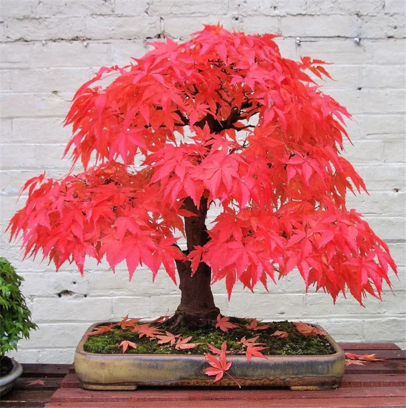 

20Seeds/pack Japanese Red Maple Tree plants With Hermetic Package Very Beautiful Japan Maple bonsai Plus Mysterious Gift