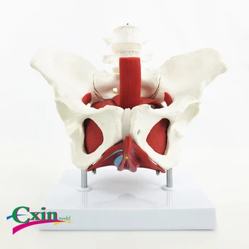 

Two lumbar vertebrae pelvic floor muscle pelvis model uterus model with base
